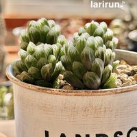 ハオルチア オブツーサ,多肉植物,ハオルチア属,タニラー,多肉女子の画像