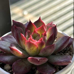 沙羅姫牡丹,ジャッカル,レッドモラン,ジュエリーローズ,多肉植物の画像