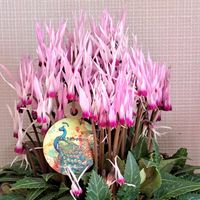 皇帝ダリア,皇帝ダリア,シクラメン,シクラメン ピーコック,12/18.15:10の画像