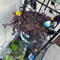 多肉,寄せ植え,鉢植え,多肉大好き,多肉丼の画像