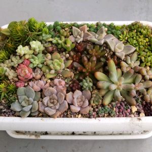 ベビーサンローズ,朧月,白牡丹,乙女心,虹の玉の画像