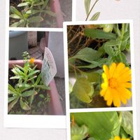 キンセンカ,フユシラズ,今日のお花,いつも、いいね!ありがとうございます(*´`)♡,LINEスタンプの画像