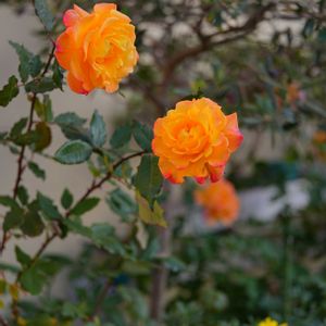 オリーブ,薔薇,リオサンバ,ノッチェラーラ デルベリーチェ,薔薇 バローレの画像