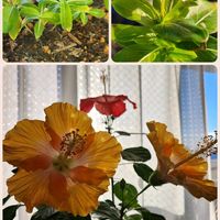 ハイビスカス,お花は癒し,チーム千葉✿︎,秘密の花園♡,花咲く乙女たち♡の画像