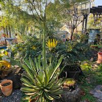 アガベ,庭の画像