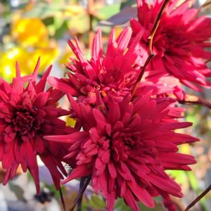 小菊,地植え,我が家の庭,かわいい花,小春日和の画像