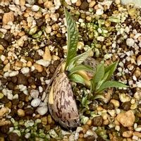 アボカド,アボカドの種,アボカド栽培の画像