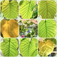 ゴムの木,ウンベラータ,フィカス　ウンベラータ,フィカス・アルテシマ,フィカスの画像