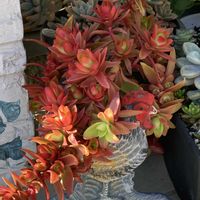 オウレイ,星乙女,春萌(はるもえ),多肉植物の画像