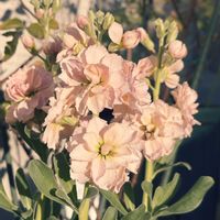 ストック,花のある暮らし,小さな庭の画像