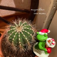 サボテン,マグニフィクス,キュンキュン乙女倶楽部,HTC,富山支部の画像