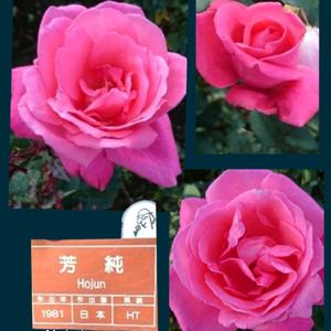 バラ,バラ・夕霧,薔薇芳純,バラ 花霞,バラ 花霞の画像