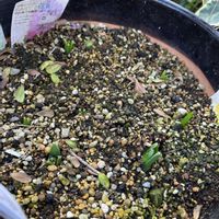 ヒヤシンス,ミニ水仙,庭の画像