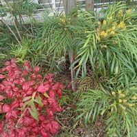 オタフクナンテン,オタフクナンテン,ホソバヒイラギナンテン,ホソバヒイラギナンテン,オタフクナンテンの紅葉の画像