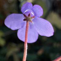 チェリーセージ,フユシラズ,ナツツバキ,ストレプト カーパス,ビタミンカラーの画像