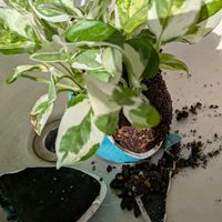 ポトス,ポトス・エンジョイの画像