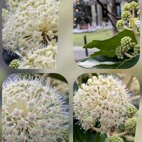 ナンテン,ヤツデ,ヤツデ,サルビア・ガラニチカ,木屋町…の画像