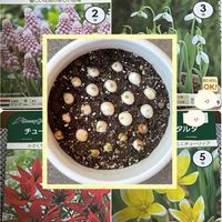 スノードロップ,ムスカリ,原種チューリップ,2025年“ 秋 “ ｱﾛの秋植え球根♡の画像