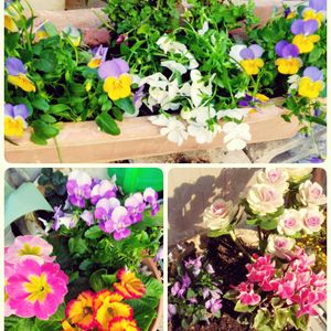 ガーデンシクラメン,ビオラ,葉ボタン,✨今日のお花✨,可憐の画像