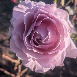 パットオースチン,ニューウェーブ,フリュイテ,フリル咲きパンジー アンティークラッフル,植中毒の画像