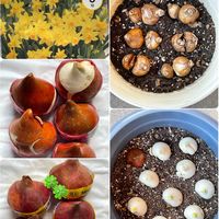 チューリップ,ミニ水仙,お見切り品♡ ✧*｡٩(ˊωˋ*)و✧*｡,2025年“ 秋 “ ｱﾛの秋植え球根♡の画像