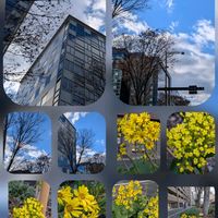 オミナエシ,ツワブキ,御池通りにて…,綺麗な湧き水がボコボコ流れていました。の画像