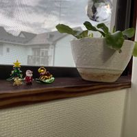 アスプレニウム,多肉植物,観葉植物,植物のある暮らし,窓辺の画像