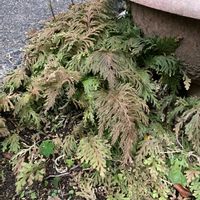 イワヒバの画像