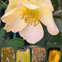 サクラ,サザンカ,ストック,バラ,ブラキカムの画像