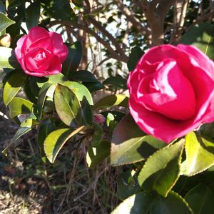 散歩道,地植えの画像