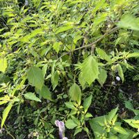 キンモクセイの画像