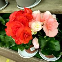 パキラ,パキラ,リーガース・ベゴニア,リーガース・ベゴニア,観葉植物の画像