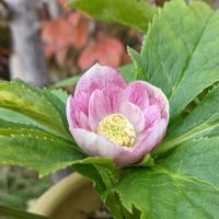 クリスマスローズ,ビオラ,寄せ植え,ガーデニング,種から育てるの画像