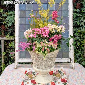 寄せ植え,ガーデニング,可愛い,癒し,鉢花の画像