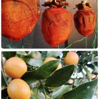 金柑,干し柿,自家製干し柿,金柑（きんかん）,干し柿、蜂屋柿の画像