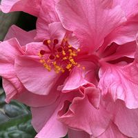 ハイビスカス,沖縄に咲く花,玄関アプローチ,庭の画像