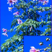 皇帝ダリア,皇帝ダリア,ディスカラーセージ,銅葉ぷちダリア,寄せ植え大好きの画像