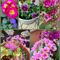 サクラソウ,ダイモンジソウ,パンジー・ビオラ,フユシラズ,プリムラの画像