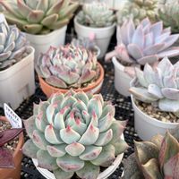 チワワエンシス,ヤマトニシキ,DAISO,ダイソー多肉の画像