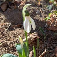 スノードロップ,孫の子守り,庭の画像