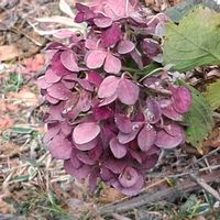 アジサイ,紫陽花,ドライフラワー,散歩,神社の画像