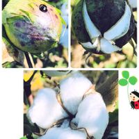 ワタ,ワタ,てんとう虫,木曜モフモフ,My diary☆の画像