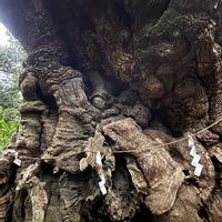 クスノキ,大楠,パワースポット,来宮神社,紅葉シーズンの画像