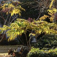 メダラ,散歩,山菜,ウコギ科,植栽の画像
