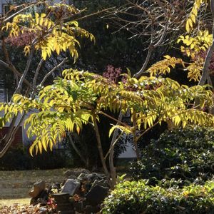メダラ,散歩,山菜,ウコギ科,植栽の画像