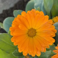 フユシラズ,カレンデュラ,冬の花,お庭の花たち,今日のお花の画像