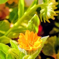 フユシラズ,カレンデュラ,キンセンカ（カレンデュラ）,ヒメキンセンカ,カレンデュラ 冬しらずの画像