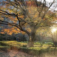 モミジ,十月桜,くすのき クスノキ 楠,もみじ（紅葉）,都会の庭園の画像