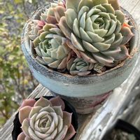 オンスロー,オウンスロー,多肉植物,エケベリア属,多肉大好きの画像