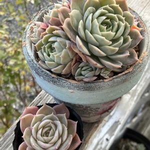 オンスロー,オウンスロー,多肉植物,エケベリア属,多肉大好きの画像